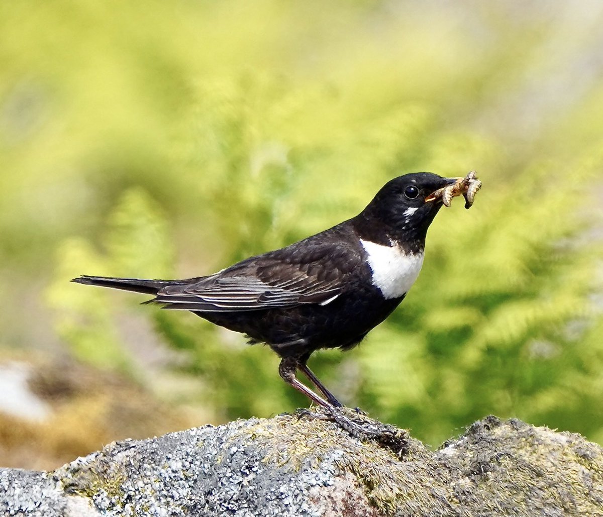 SHG123123's tweet photo. @SheffBirders Great views of Ring ouzel along Hordron edge at Cutthroat Bridge, also Spotted flycatchers, Siskin, Cuckoo, grey wagtail, Raven, Wheatear to name a few 😉 1/6/22 https://t.co/LfdXgdol76