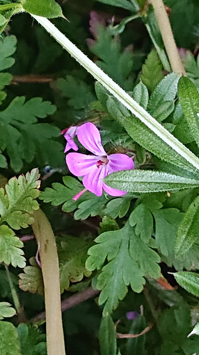 Today we have been making planters for our garden then an evening to Emley millennium green to celebrate the queens jubilee and watch the beacon been lit, then on the way back home I saw my 1st ever badger just sat in the middle of the road (no photo unfortunately) #30DaysWild