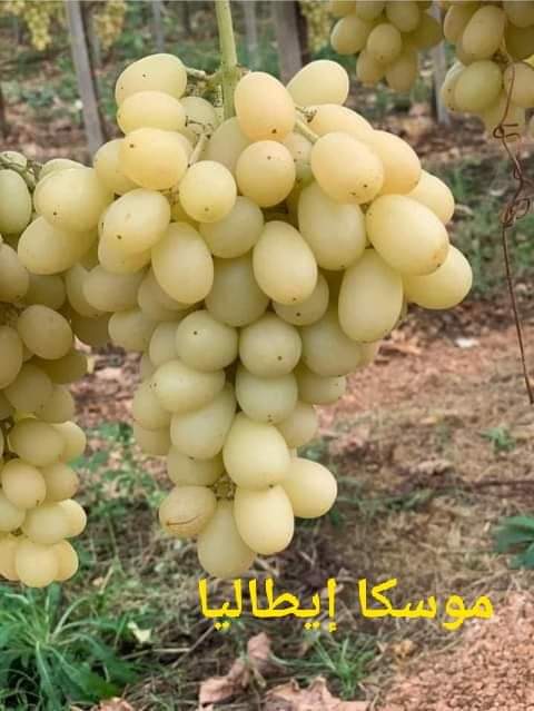 NasimOran2's tweet photo. https://t.co/CwhdPUs8Oq