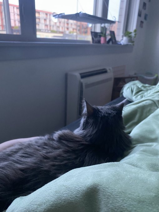 my baby is adjusting so well to our new home 🥺 https://t.co/vare7vduJp