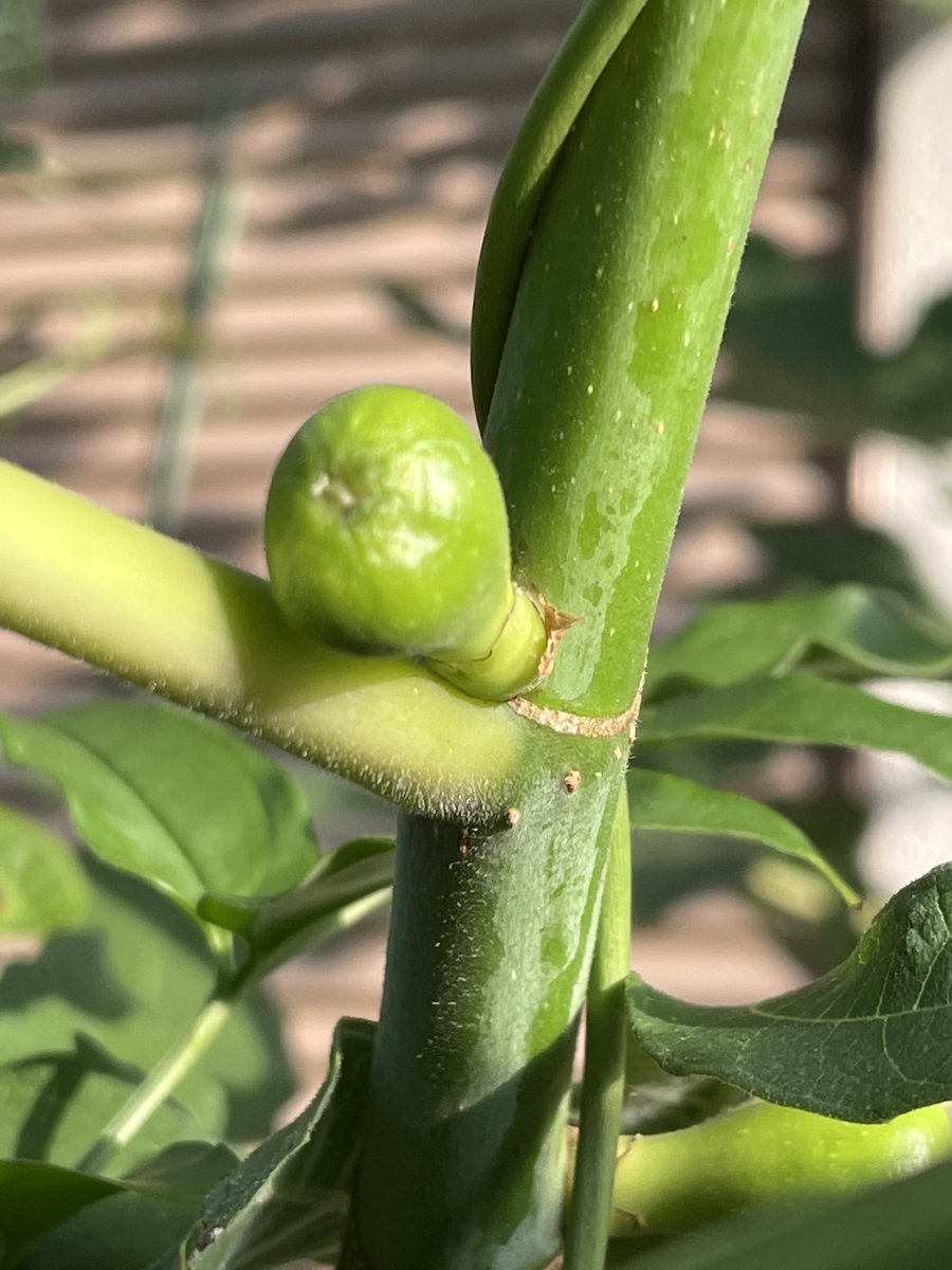 いちじくの赤ちゃん