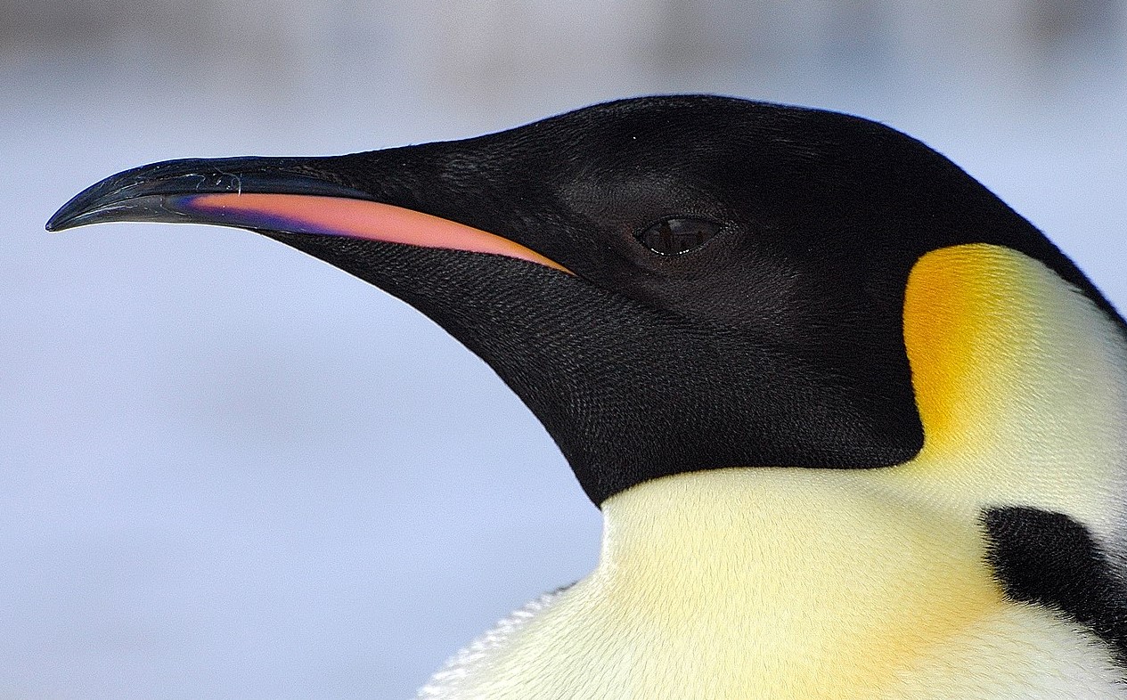 阪急阪神電車 Fm802cocolo 正解 ペンギン 内田絢子の性格的なイメージに動物は ペンギンしかないでしょう T Co P4u7z8sgs6 Twitter