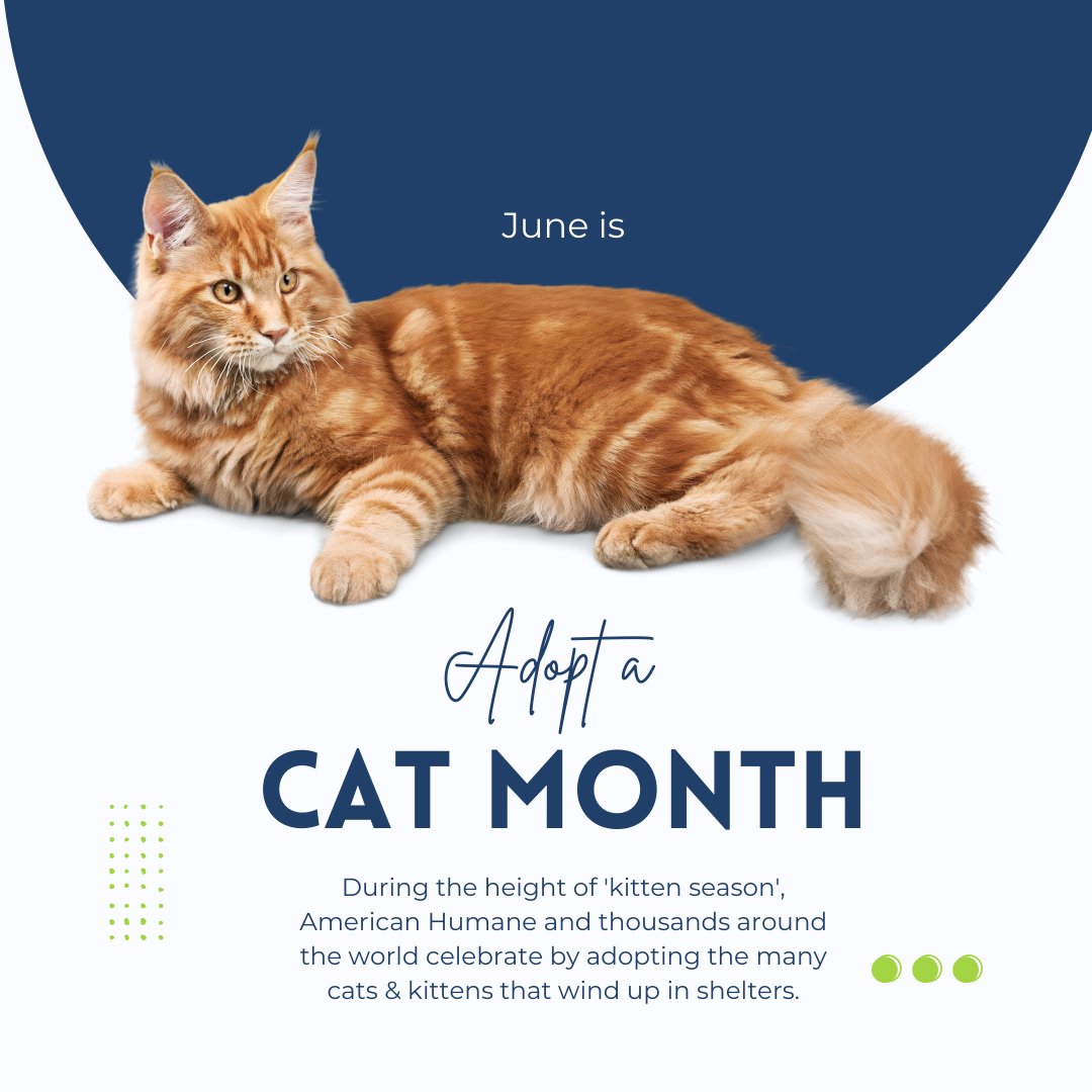 Adopt-A-Cat Month® - American Humane - American Humane