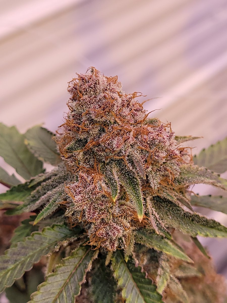 CanCanServe's tweet image. Some serious flower. Grape Frost, Animal Frost, Slurricane

#cannabisindustry #CannesFilmFestival2022 #cannabisLegal #MedicalMarijuana