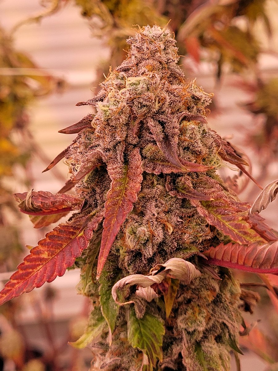 CanCanServe's tweet image. Some serious flower. Grape Frost, Animal Frost, Slurricane

#cannabisindustry #CannesFilmFestival2022 #cannabisLegal #MedicalMarijuana