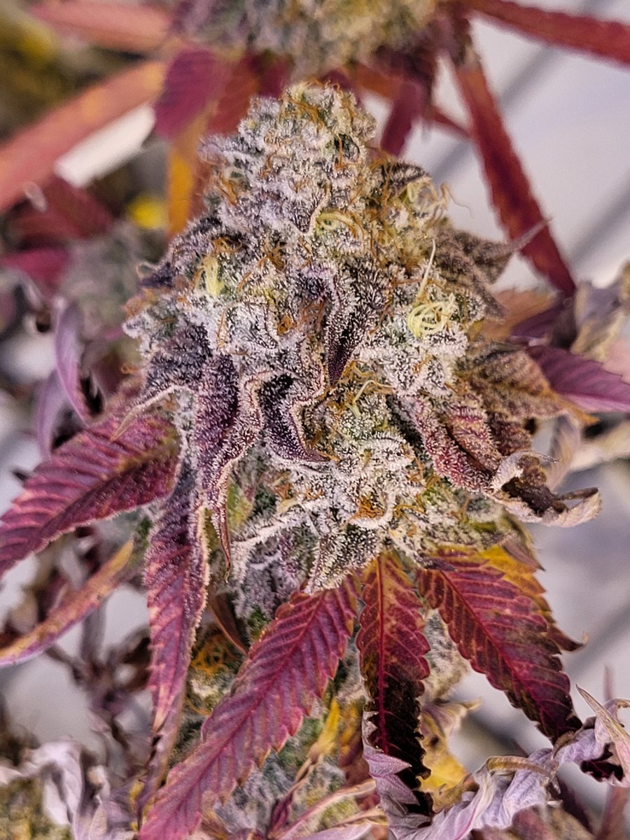 CanCanServe's tweet image. Some serious flower. Grape Frost, Animal Frost, Slurricane

#cannabisindustry #CannesFilmFestival2022 #cannabisLegal #MedicalMarijuana