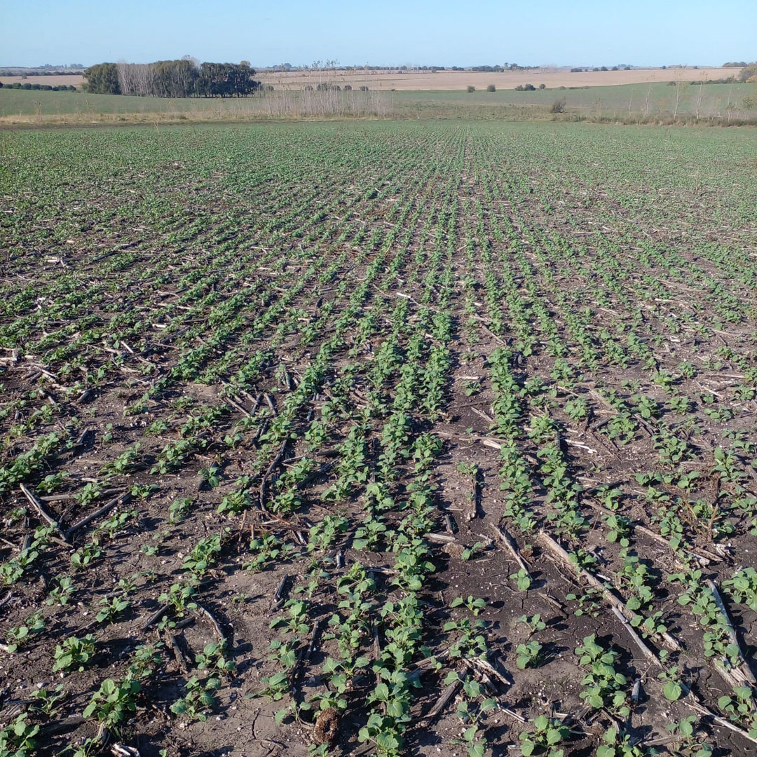 agromil_ltda's tweet photo. #Colza sembrada el 🗓 20 de abril con #MicrostarCMB - 25 kg/ha. 👌 Muy buena implantación, a pesar de recibir 150 mm a los 2 días de sembrado. 📍 Paraje San Javier, Río Negro. 👥 Rizobacter y Agromil.
#MicrostarColza #RizobacterUruguay https://t.co/ukP43THZgp