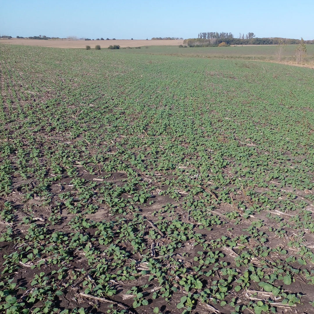 agromil_ltda's tweet photo. #Colza sembrada el 🗓 20 de abril con #MicrostarCMB - 25 kg/ha. 👌 Muy buena implantación, a pesar de recibir 150 mm a los 2 días de sembrado. 📍 Paraje San Javier, Río Negro. 👥 Rizobacter y Agromil.
#MicrostarColza #RizobacterUruguay https://t.co/ukP43THZgp