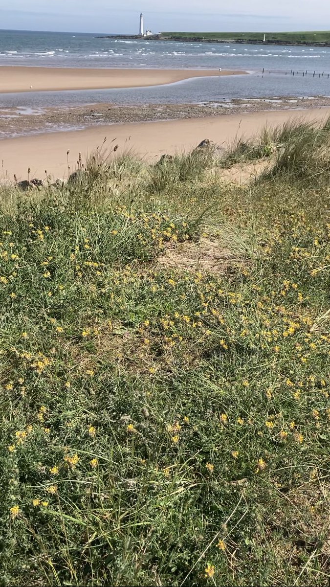 marinelifeangus's tweet photo. Out looking for 🦋🦋 at Montrose beach.. bit too early for kidney vetch.. 18th June 2021, a sea of yellow.. today.. not so much! #Butterflies #pollinators #Montrose #Angus #smallblue #coastaliving #citizenscience https://t.co/MEfW9saVbO