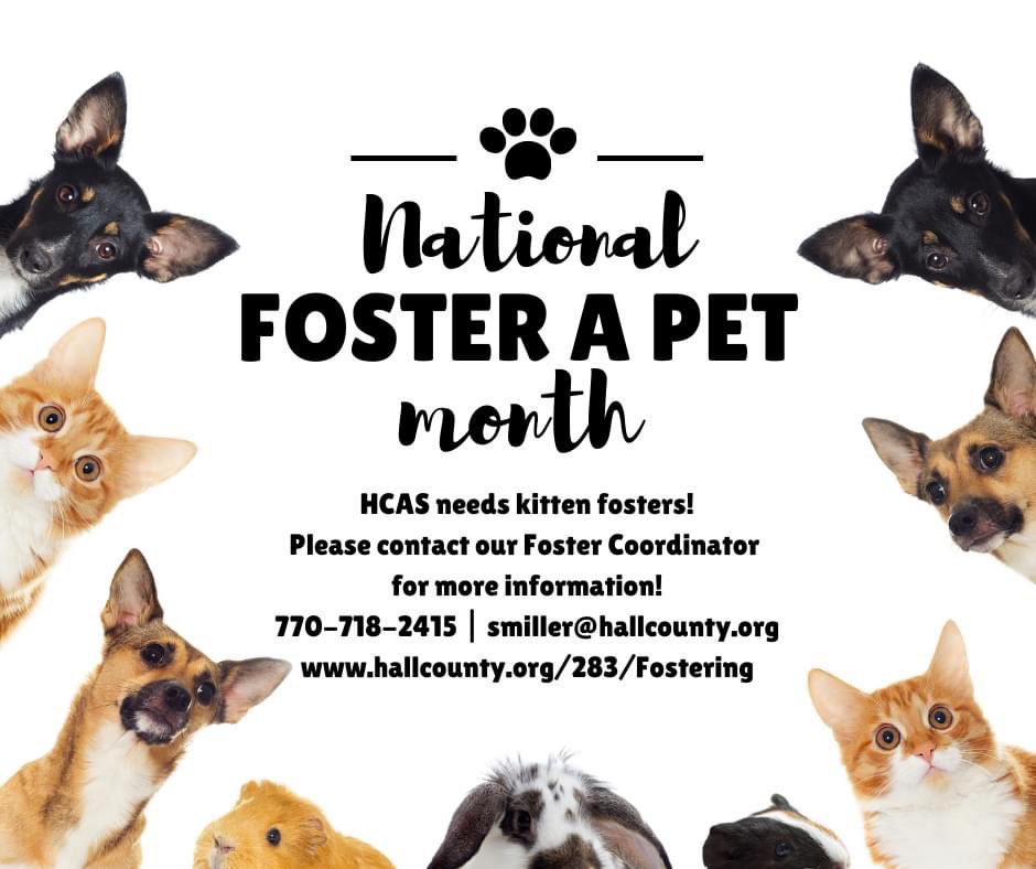 June is #nationalfosterapetmonth and HCAS needs kitten fosters! 🐱 Visit our website for more info ⏩  hallcounty.org/283/Fostering
#fosteringsaveslives #helpshelteranimals