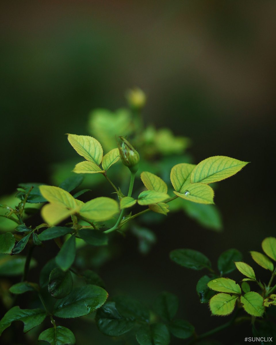 sundarmercury's tweet photo. It's all about love..๐๐๐
#sunclix
#NaturePhotography
#nature
#PicOfTheDay
#PhotoOfTheDay https://t.co/Lm0zyAcntU