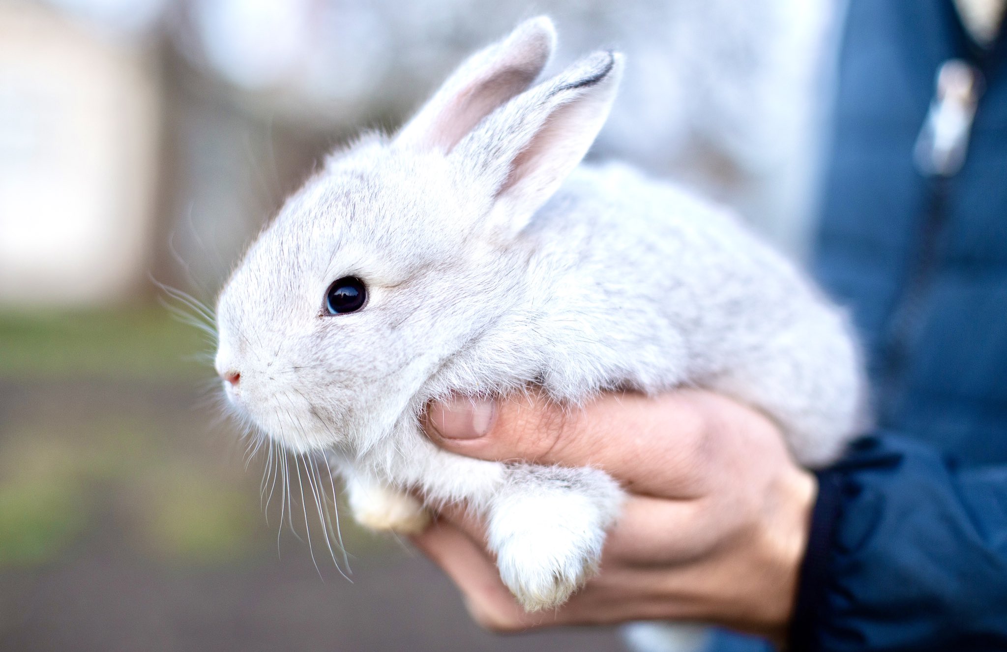 World Animal News on Twitter "Breaking! New York Cruelty Free