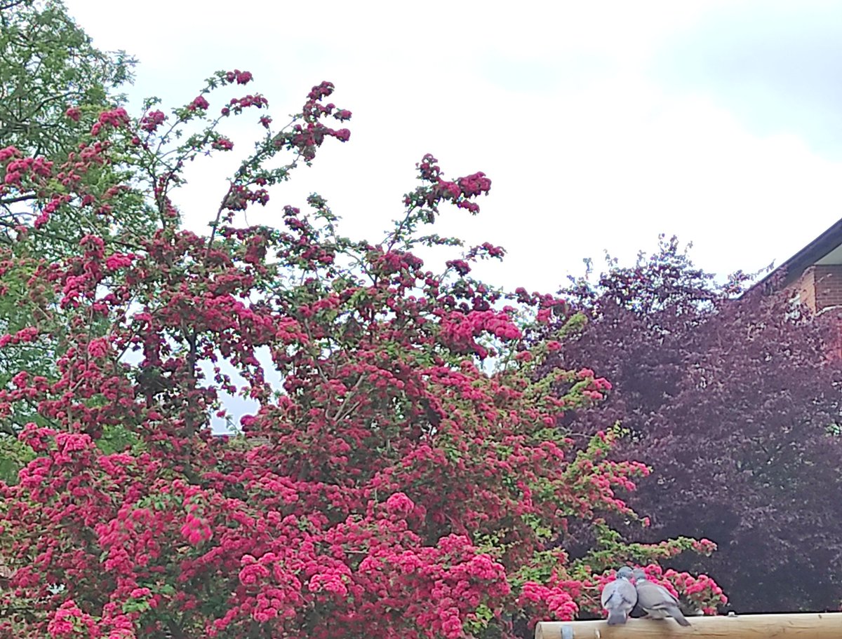 SamushaKachere's tweet image. Spring