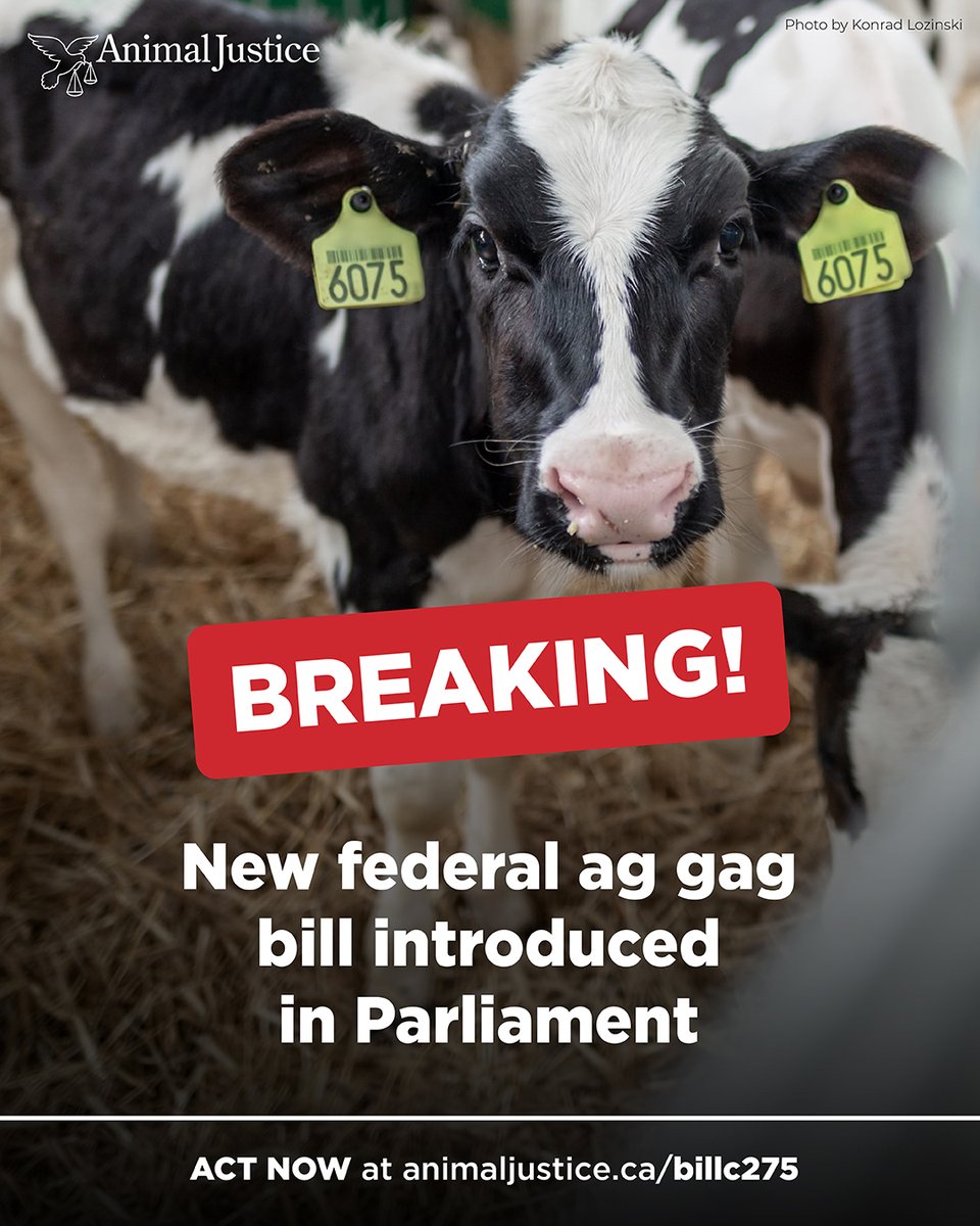 BREAKING: Conservative MP John Barlow has reintroduced a dangerous federal ag gag bill that could cover up animal abuse on farms. Bill C-275 is almost identical to an ag gag bill that failed to pass last year.

ACT NOW ➡️ animaljustice.ca/billc275

#StopAgGagLaws #CdnPoli