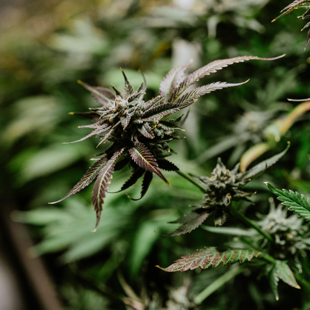 Tier1reserve's tweet photo. Trust the process. It may take time, but with some TLC and the right environment, anything can flourish!

#Thursdaytrivia - what cultivar do you think is featured in this picture? 👀 https://t.co/iEczjeOmxw