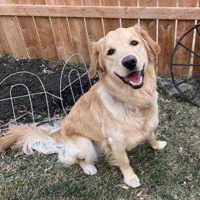 SpenceIsHungry's tweet photo. #NewProfilePic #goldenretriever #greatpyrenees #goldenpyrenees #dogsoftwitter https://t.co/Kp3BHjzZ0G
