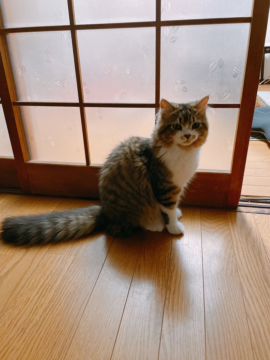 hanato2's tweet photo. サイベリアンの男の子。newファミリー。 https://t.co/ilClBt8sut