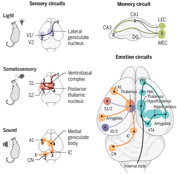 Tallie Z Baram (@z_baram) on Twitter photo Thrilled to share <a href="/ScienceMagazine/">Science Magazine</a> piece, a 10 yr obsession: developing brains get signals from the environment that shape emotional circuit maturation & impact mental health. What signals? which ones are 'bad'? how do they influence circuit refinement? science.org/doi/10.1126/sc… Thrilled to share <a href="/ScienceMagazine/">Science Magazine</a> piece, a 10 yr obsession: developing brains get signals from the environment that shape emotional circuit maturation & impact mental health. What signals? which ones are 'bad'? how do they influence circuit refinement? science.org/doi/10.1126/sc…