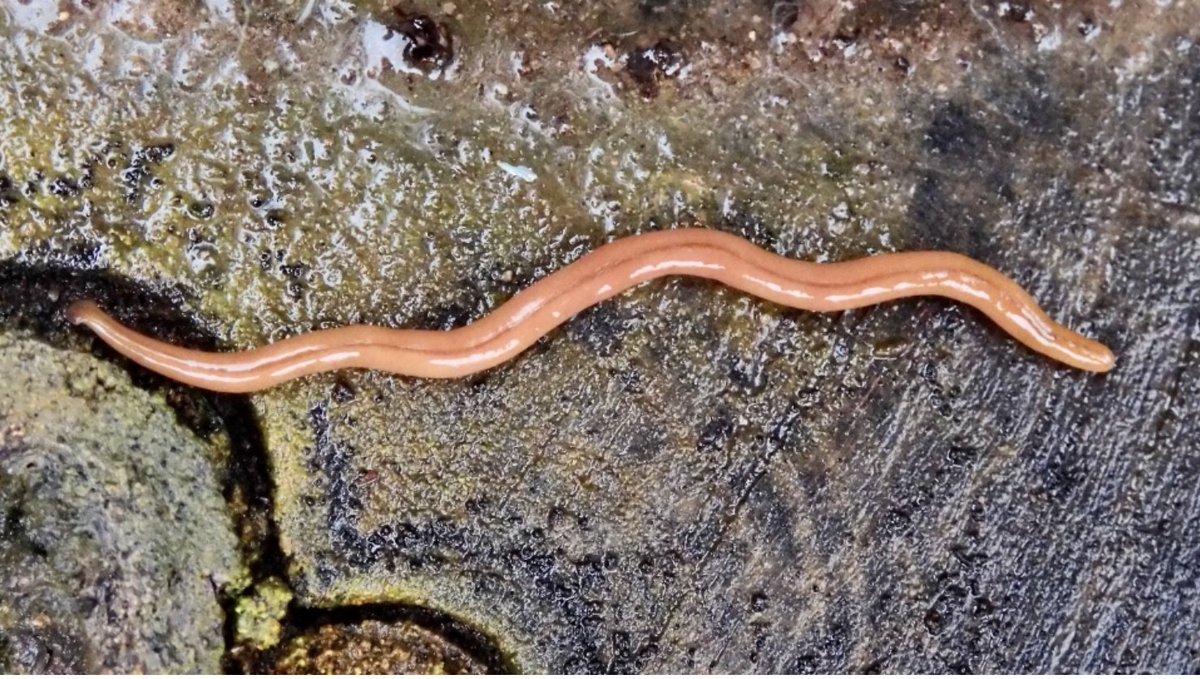 Spread of hammerhead flatworms causes concern for ecosystems, @CTVNews writes.
ctvnews.ca/mobile/climate…

@ofah @invspecies @UofT #Hunting #Fishing #Outdoors #News #Worms #HammerheadWorms #Ecosystems #MasterGardenersofOntario