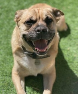 The very beautiful, happy and relaxed Rosco.  Happy #rehome