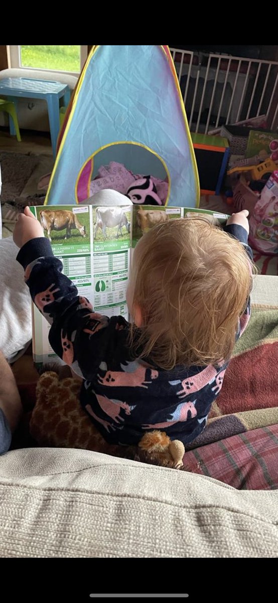Busy post bath bull picking session tonight. All jersey apparently! #teamdairy <a href="/LICIreland/">LIC Ireland</a> @Gavin_Len <a href="/david_power7/">David Power</a>