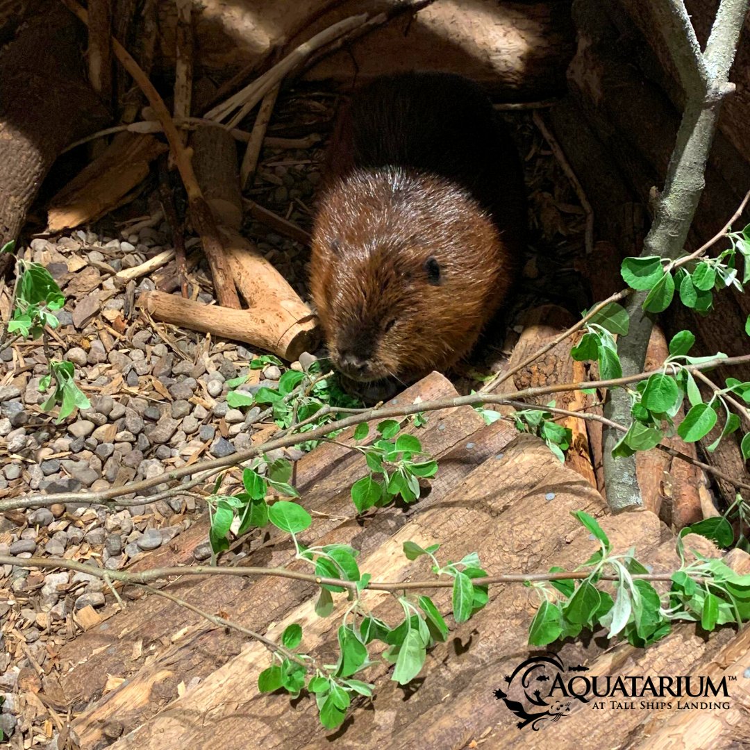AQAquatarium's tweet photo. June 5th is World Environment Day. Join us on social media as we will be outlining the types of environment our animal friends species need in order to thrive in the wild. #WildLife #WorldEnviromentDay #Ontario #Beaver #Gar #GreyTreeFrog #RiverOtter https://t.co/v326cdm3Jj