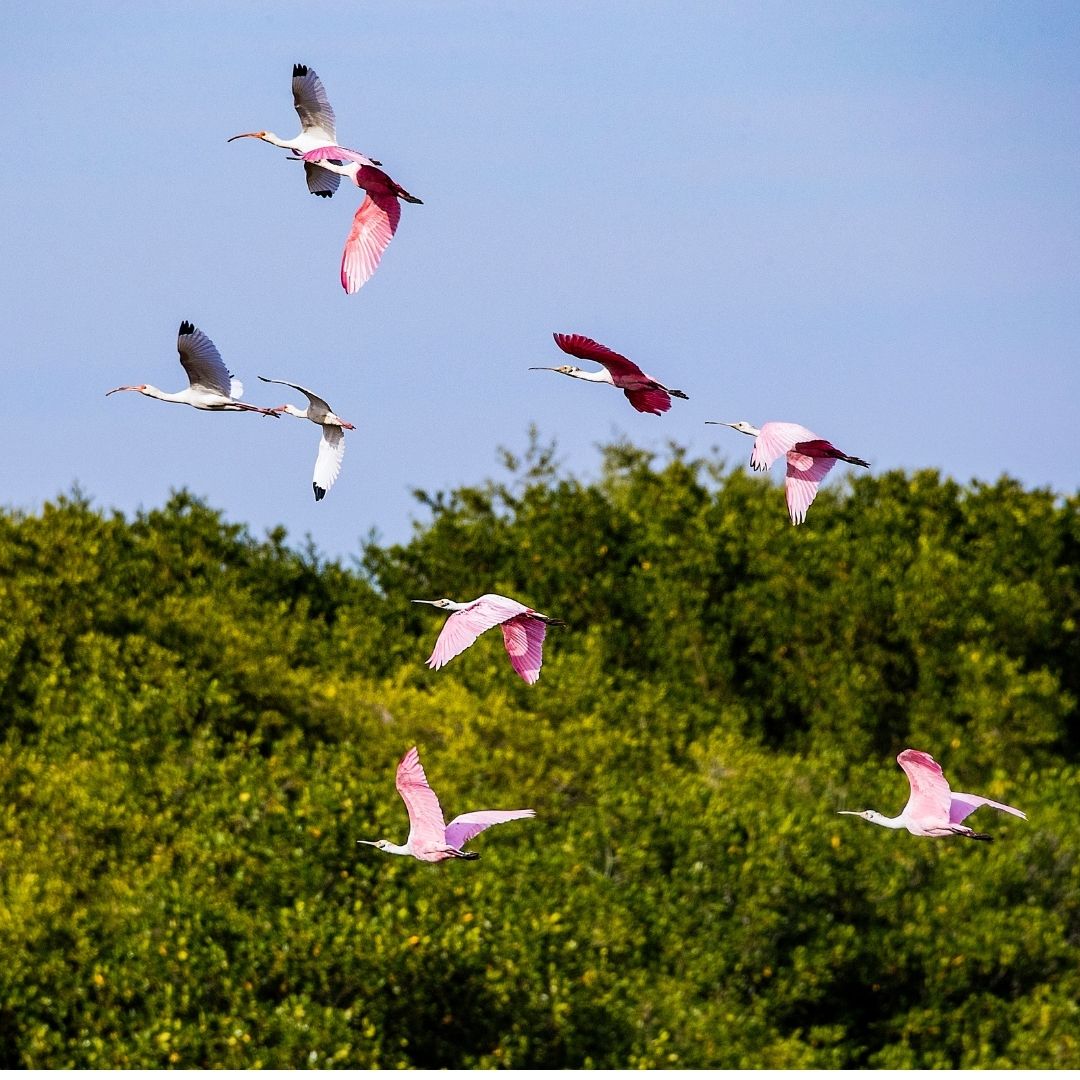La gran biodiversidad de la costa nayarita, hogar de aves endémicas y migratorias, el escape perfecto para la aventura.🦆🐆🐊🌳🌴

#rivieranayarit  #nayarit #mexico #visitmexico #nayaritdespiertaloenti