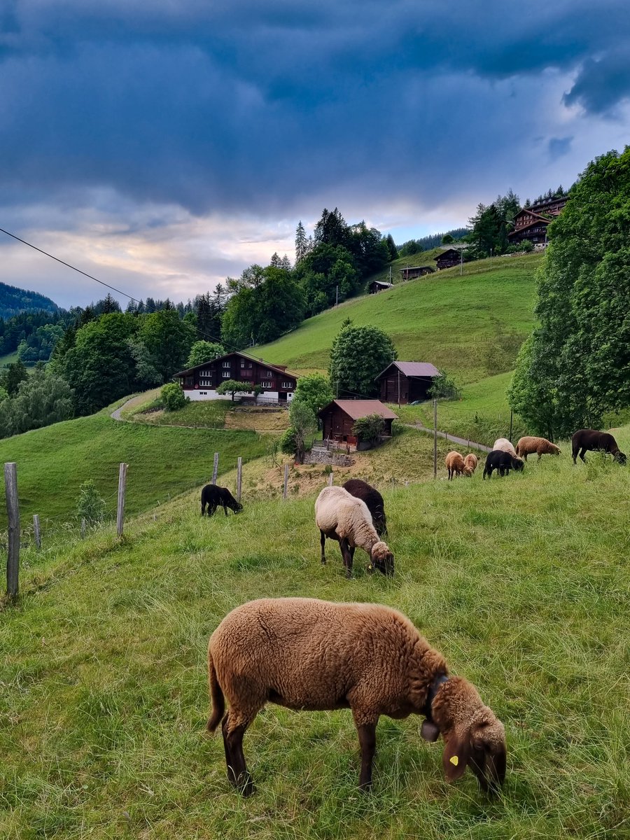 Colorful evening walk around of Wengen. #wengen #Switzerland #jungfrauregion