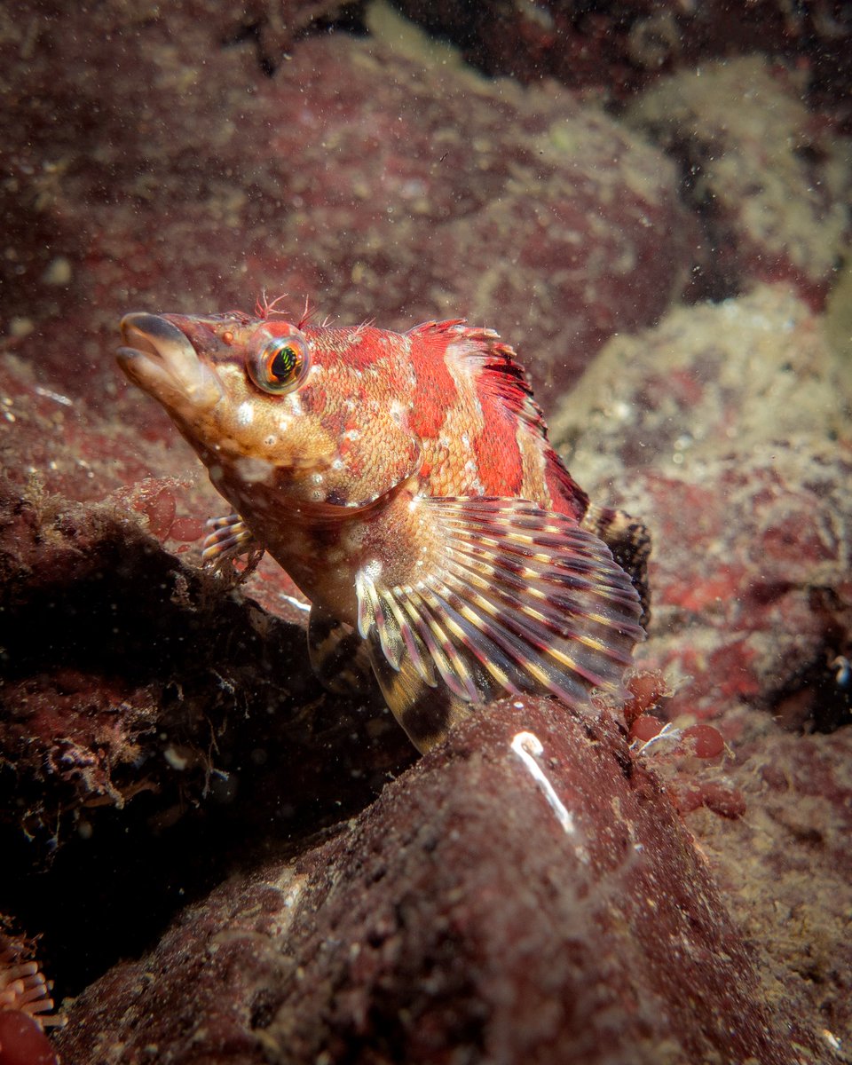 1World1Ocean's tweet photo. Just peeking out to see if it's the weekend yet...
📷 by @paulo.wanders: Painted greenling 💛
March 28, 2022
.
#uwphotography #scuba #scubadiving #scubadiver #uwphoto #diving #instadive #saveourocean #marinelifephotography #oceananimals #fantasea #lightandmotion https://t.co/VV7BFs2sei