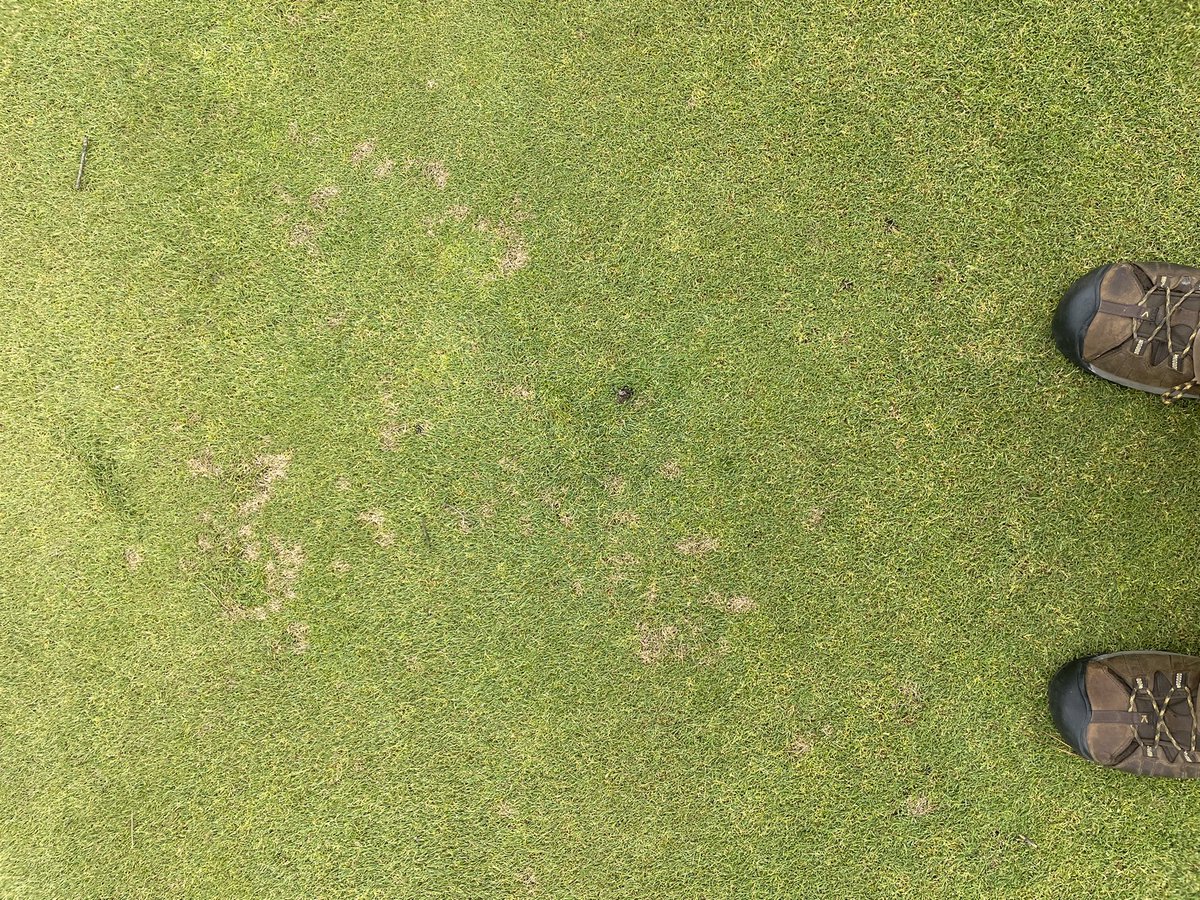 Ron Townsend (@turftownsend) on Twitter photo Great day in the Toronto area. <a href="/mleggturf/">Matthew Legg</a> and I saw our first outbreak of dollar spot from the heat we experienced this week. Luckily pressure appears to be reducing this weekend. Great day in the Toronto area. <a href="/mleggturf/">Matthew Legg</a> and I saw our first outbreak of dollar spot from the heat we experienced this week. Luckily pressure appears to be reducing this weekend.