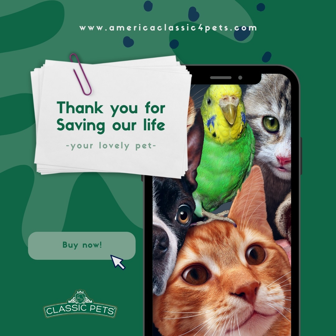 classic4pets's tweet photo. America Classic 4Pets Is the Go-To Store for Lovable Pets. we breed four different kinds of pets such African grey parrots, Labrador retrievers, Teacup 🍵 poodle puppies and Main Coon kittens.
ORDER ONLINE!
🌐 https://t.co/EhXCaulEAw
☎️ Call: +17149084850 https://t.co/bzqaqfsVMt