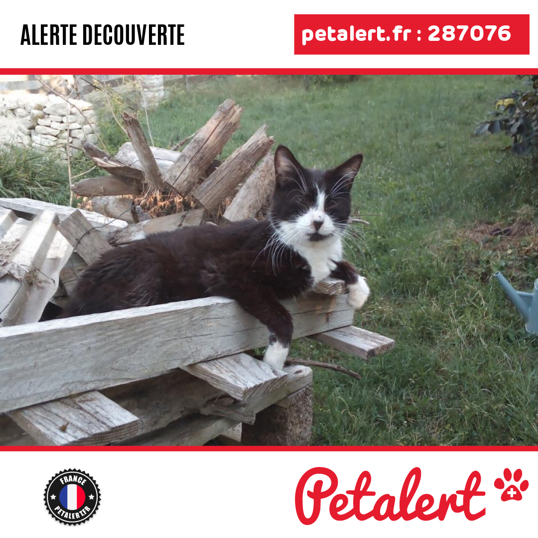 petalert_france's tweet photo. Trouvé #Chat #DeuxSevres #Chize #Petalert  #PetAlert79 / https://t.co/iHgA3PoPIZ https://t.co/FWgJQoxnkM