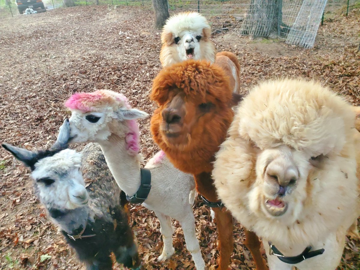 MyPetAlpaca tweet media