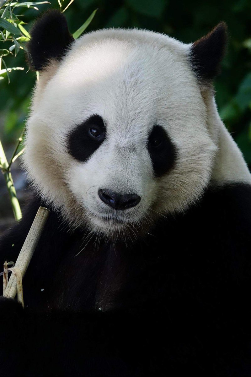 pandas_fr's tweet photo. ๐ผ ๐ง๐ช Le mรขle Tian Bao a fรชtรฉ aujourdโhui son sixiรจme anniversaire ๐ au parc belge de @pairidaiza
๐ธ Un grand merci ร Laรซtitia pour ses magnifiques photos ๐คฉ
https://t.co/QYVgSCHpvu https://t.co/u8GgP4ijCs