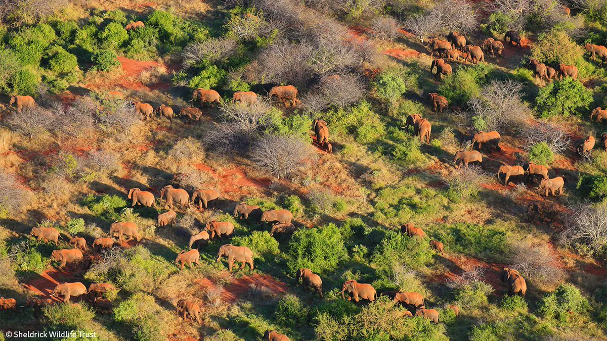 SheldrickTrust's tweet image. Sightings of large herds of elephants are always thrilling for our pilots. They've recently been treated to a number epic sightings across the Tsavo Conservation Area. A sign security patrols are paying off.