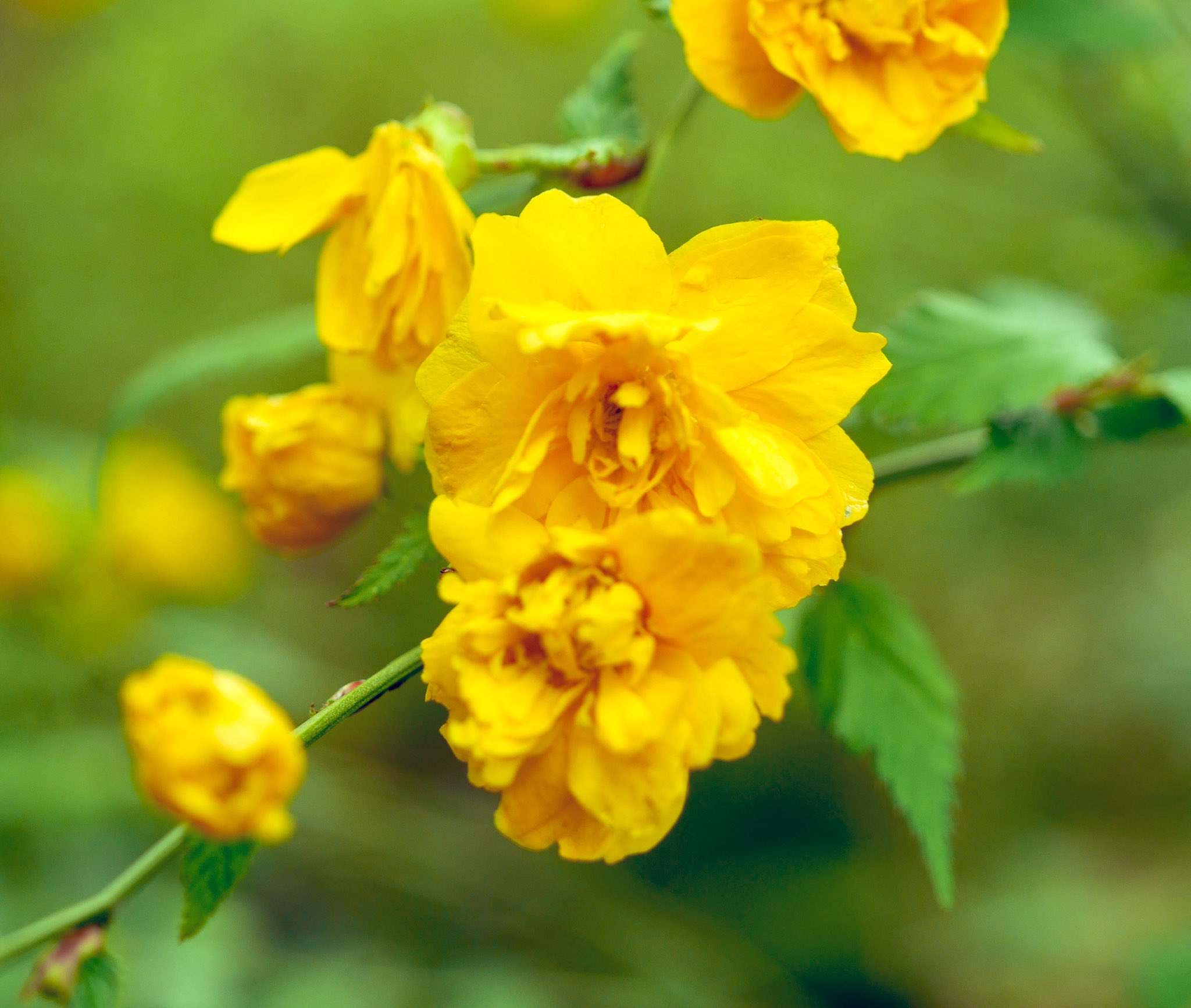 かなもく おはようございます 22 06 03 金曜日 今朝の伊豆高原の天気は晴れてます 風は然程無く静かな朝です 気持ちが良い朝です 只今の気温17度 予想最高気温25度 予報では晴れ夕方から曇るでしょう 今朝の花は ヤエヤマブキ 八重山吹 花言葉 かなもく おはようございます 22 06 03 金曜日 今朝の伊豆高原の天気は晴れてます 風は然程無く静かな朝です 気持ちが良い朝です 只今の気温17度 予想最高気温25度 予報では晴れ夕方から曇るでしょう 今朝の花は ヤエヤマブキ 八重山吹 花言葉