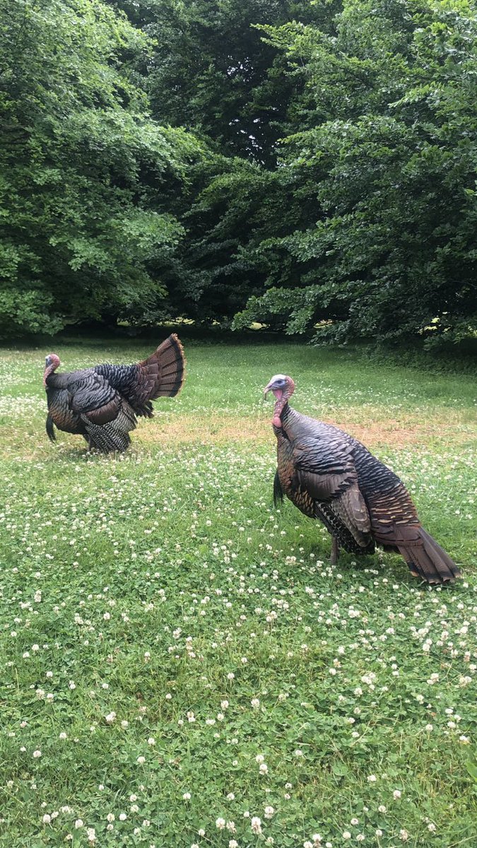 Laoise Moore tweet media