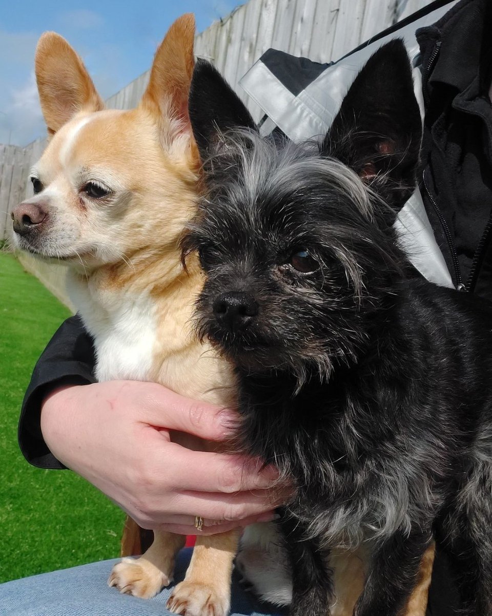 Both of these little ones will fit on just the one lap.  For details on offering any of our animals a new #rehome please see b-a-r-k.co.uk