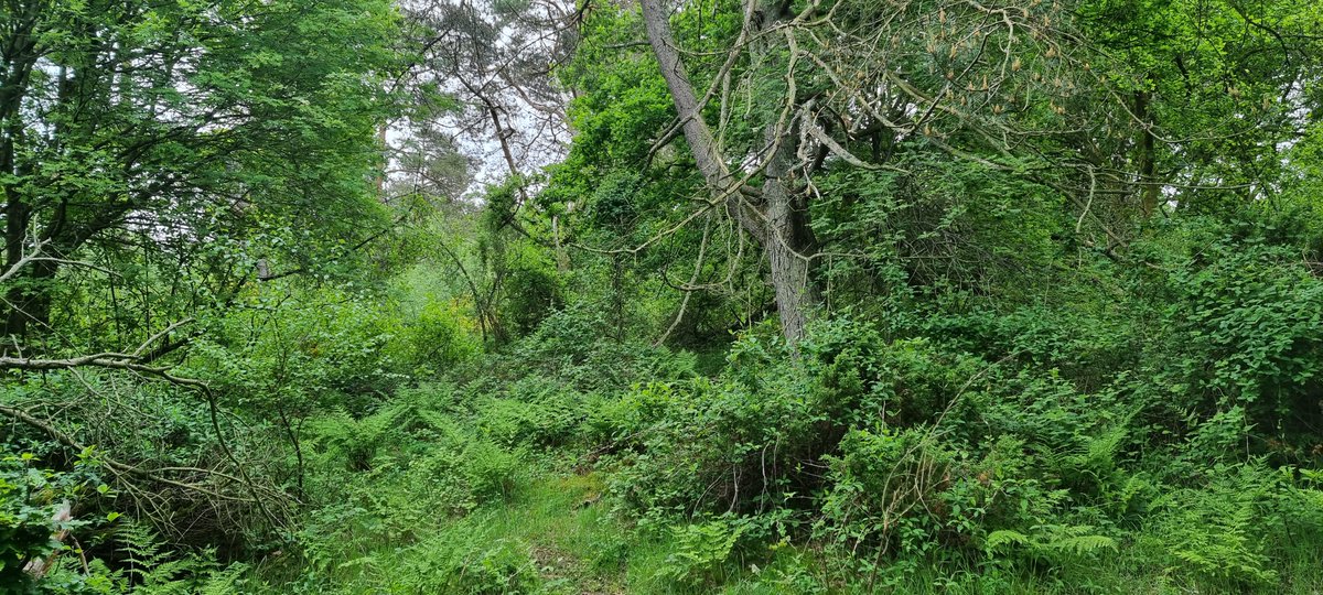 Morten DD tweet media