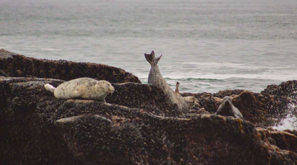 This seal has no business being so adorably uncoordinated