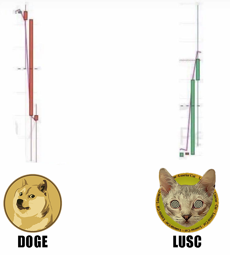 Luscus Cat tweet media