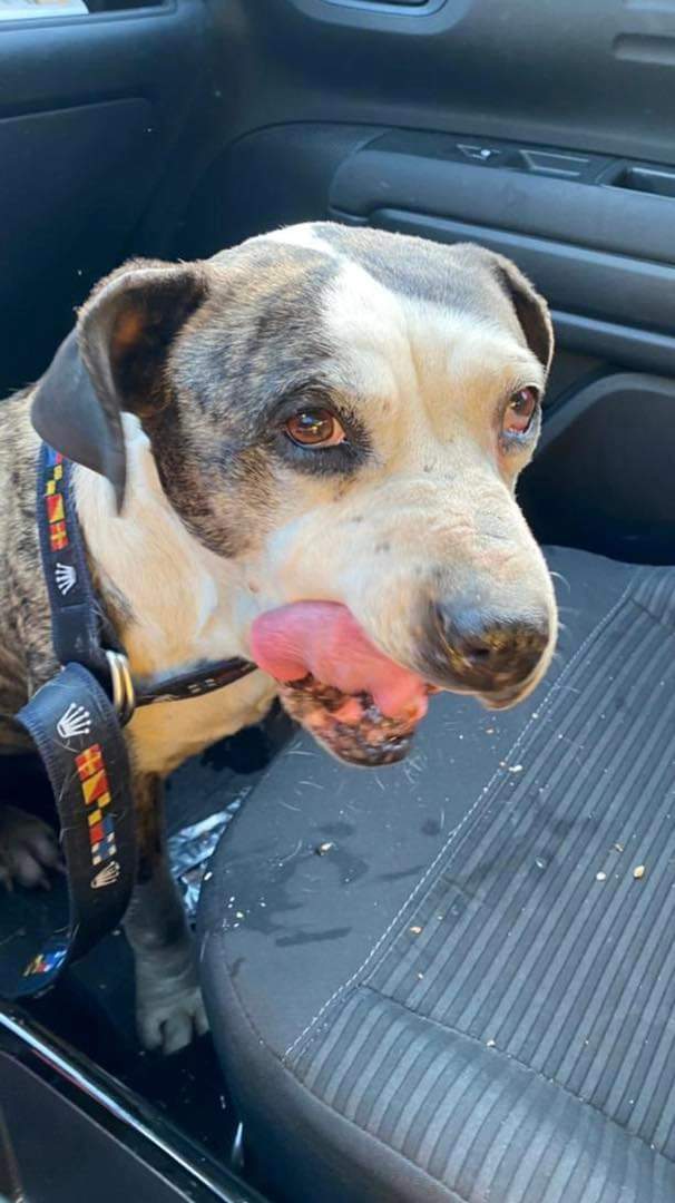 elcampito's tweet photo. PERRA ENCONTRADA! BUSCAMOS A SU FAMILIA!!!🚨
Rescatada en Pilar (Panamericana).
Tiene un tumor en una de sus patas traseras.

Si conoces a la perrita o tenes información comunicate al 1166622862

Ayudanos difundiendo compartiendo esta publicación. https://t.co/wEKmpuzxqu
