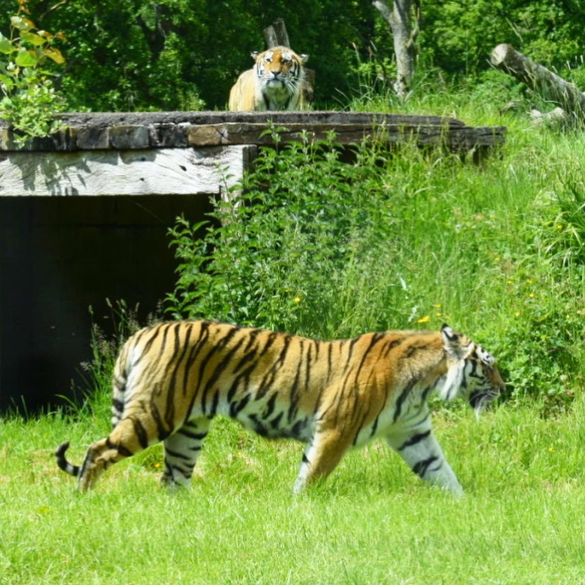 Listed801's tweet photo. Welcome to the jungle 🐒🐯🐊🦁
Great couple of days away to visit Longleat Safari Park

 @TVInfants @AdamDobsonTVI @ClaireTVI #makingmemories #longleatsafaripark #longleat #jublieeweekend https://t.co/bb3NKwCQOq