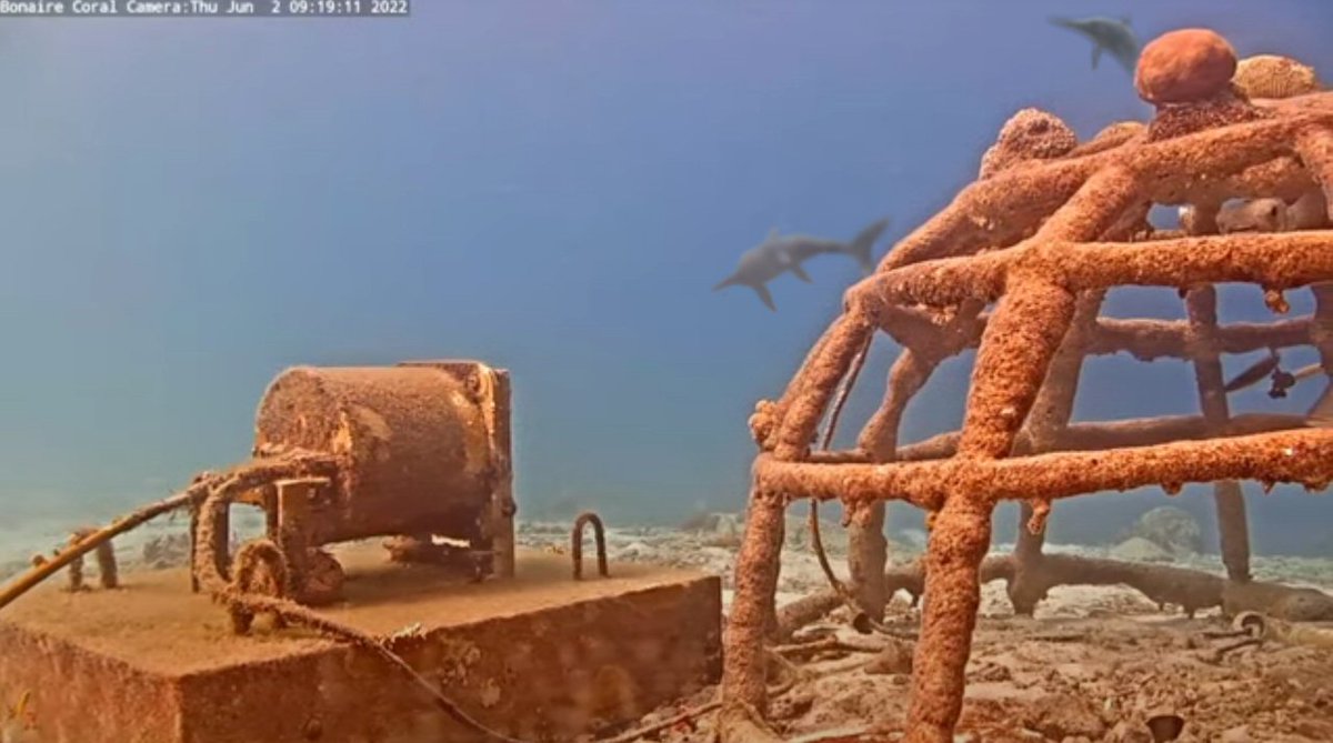 EricthePoet75's tweet image. #DinoTracker #UpdateTonight I was watching the live underwater camera at Harbour Village,Bonaire #harbourvillageb and i saw two shapes emerging from the misty blue.Ichthyosaurs..? Surely not..?