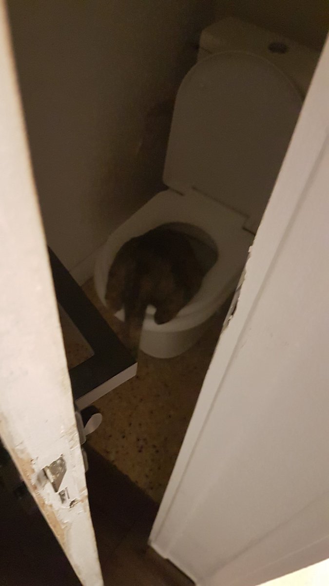 Simon_cest_moi's tweet photo. @dunarow Tiens regarde cest mon chat qui boit dans les toilettes 👍 https://t.co/zcOokN1UuN