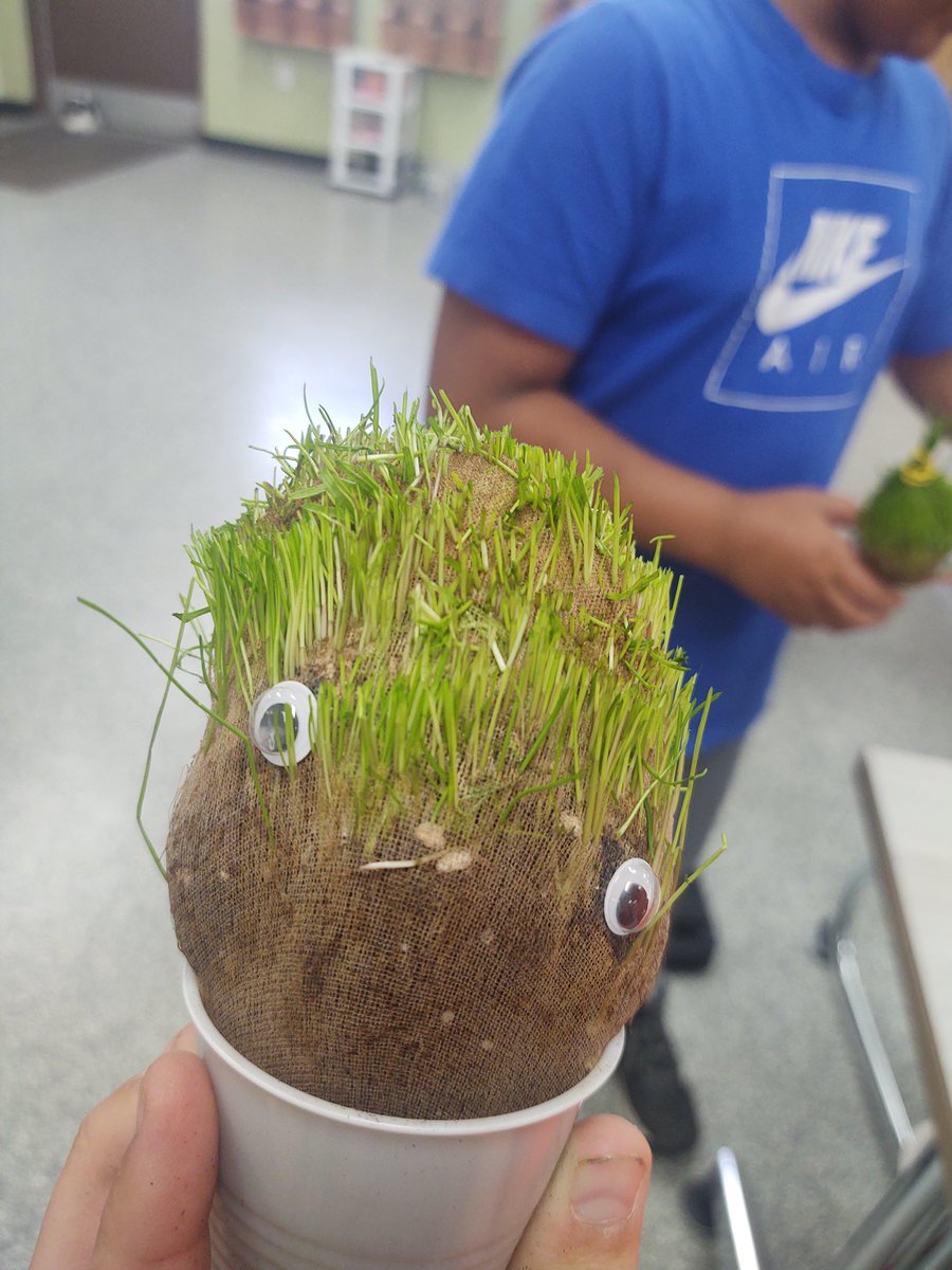 6th grade Agriscience students finish their plant unit by giving their Chia heads haircuts! #gocrickets <a href="/fccrickets/">Fall Creek School District</a>