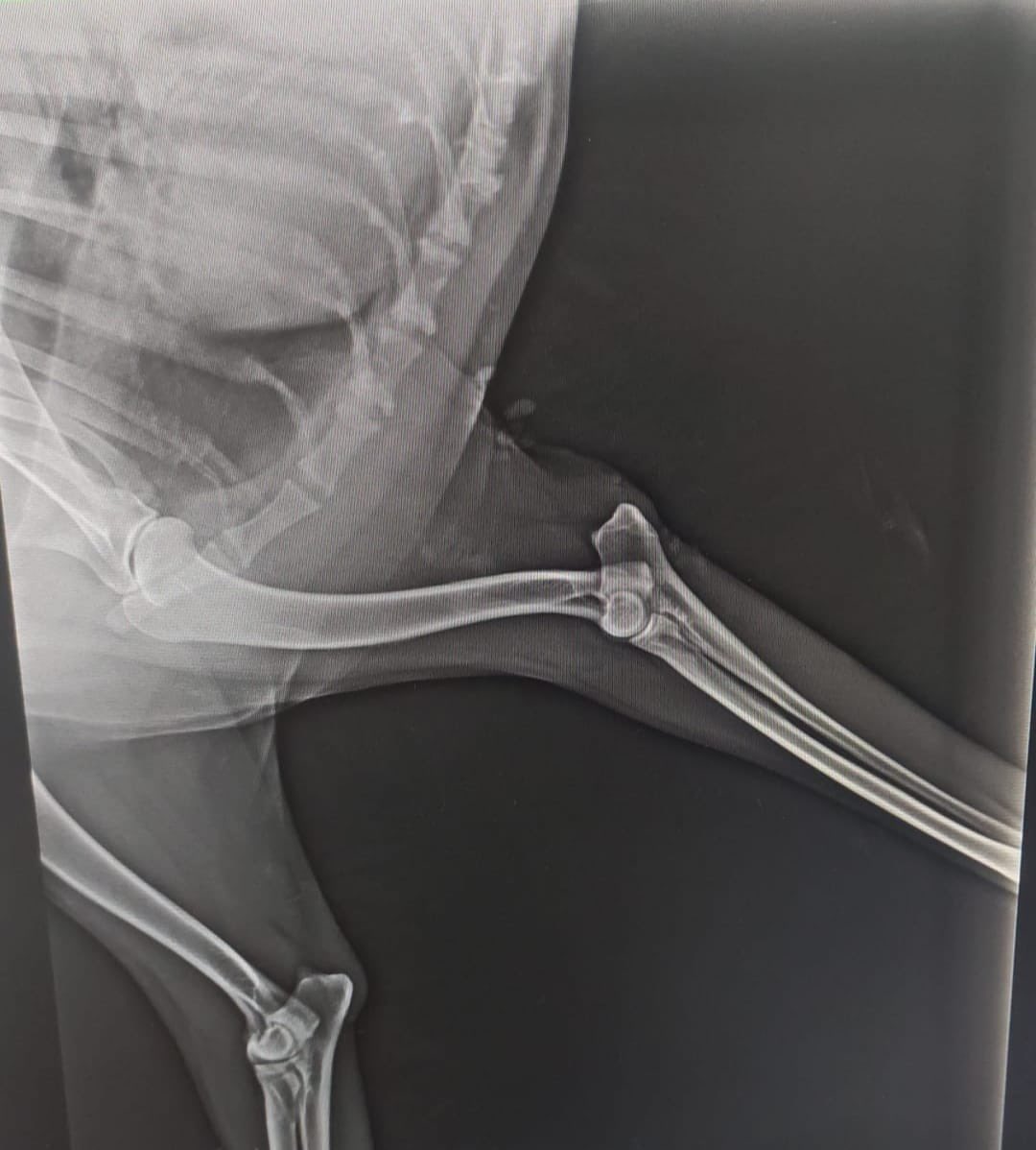 Artık kalbim dayanmıyor gerçekten. 
Bu çocuğu yakmışlar, dövmüşler, haberi dün gece geldi. Günlerdir aç, susuz, yaralı, topal ağlıyormuş. Sabahları insanlardan korktuğu için bir bodrumda saklanıp sadece geceleri çıkıyormuş. Bu sebeple dün geceyarısı bu çocuğu kliniğe aldırdım+