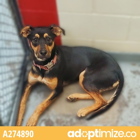 aacc_reunite's tweet photo. Found in the employee parking lot at Anchorage Animal Care &amp; Control. My ID at the shelter is A274890. Please retweet me to help my family find me. #aaccreunite https://t.co/YQwI0N3Ou9