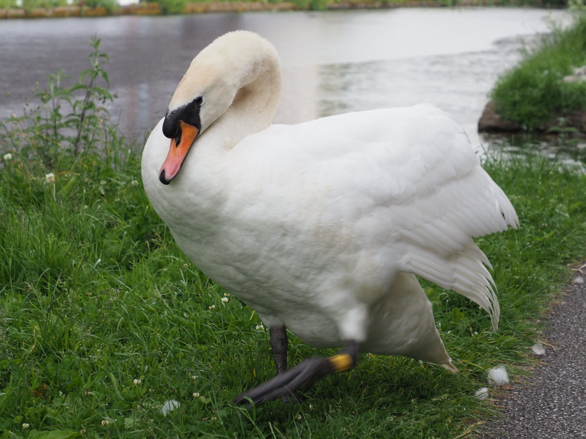 LDefibrillators's tweet photo. proof that i'm really soapy of the swans, this is my mate 170 coming to bite me 🙃 https://t.co/3odvQ5hlDQ