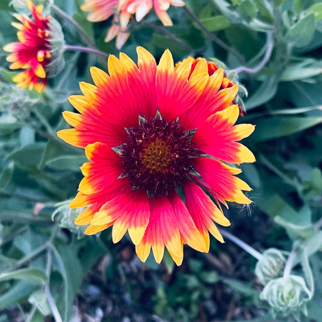 StoeyP's tweet photo. Just collected flower#1 and flower#2 from @sdiaz008 in collection "Flowers.. Here. There."
Looks so mush beautiful flowers
🌼🌼🌼🌼🌼
Let's check this #herethere
20/20
0.1 $XTZ
 https://t.co/XOkOD6V816 https://t.co/zFznKtR6E5